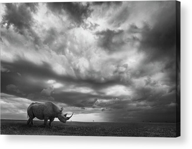 Rhino Acrylic Print featuring the photograph Rhino Land by Mario Moreno