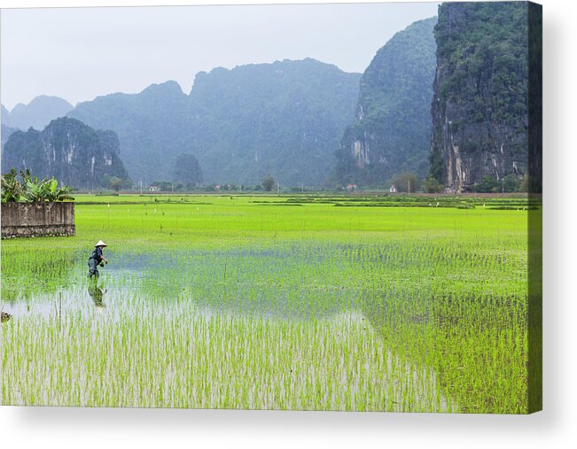 Working Acrylic Print featuring the photograph Rice Farmer Harvesting Plants In Wet by Merten Snijders