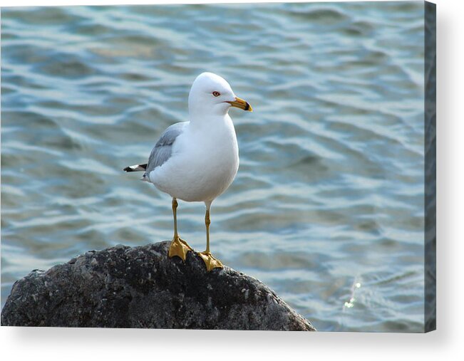 Hovind Acrylic Print featuring the photograph Ring Billed Gull by Scott Hovind