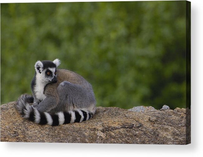 Feb0514 Acrylic Print featuring the photograph Ring-tailed Lemur Resting On Rocks by Pete Oxford