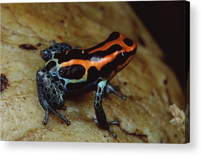 Feb0514 Acrylic Print featuring the photograph Rio Madeira Poison Frog Peruvian by Mark Moffett