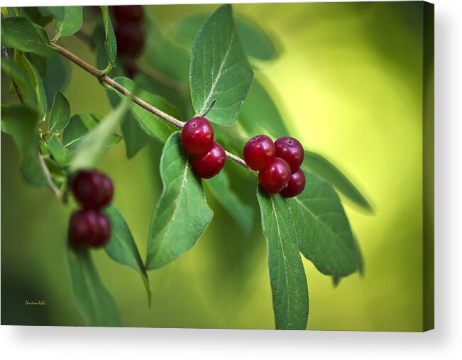 Red Berries Acrylic Print featuring the photograph Red Honeysuckle Berries by Christina Rollo
