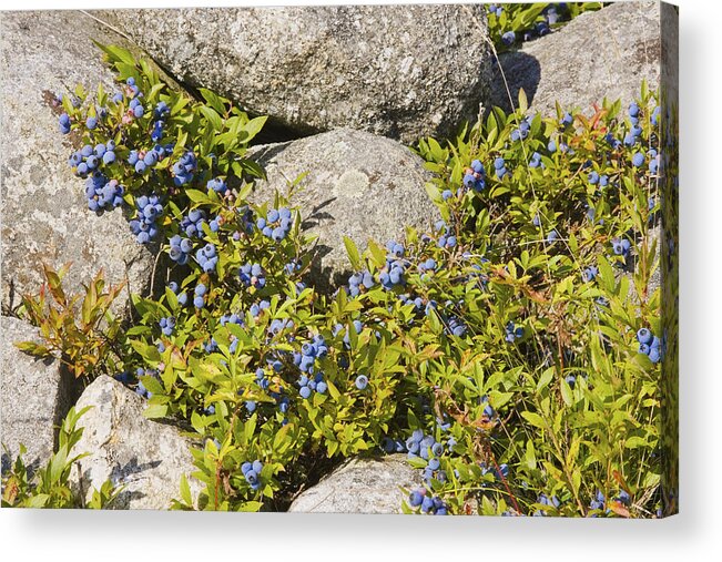 Blueberry Acrylic Print featuring the photograph Ripe Maine Low Bush Wild Blueberries Photograph by Keith Webber Jr