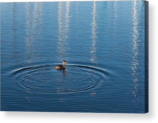 Ripple Acrylic Print featuring the photograph Ripples and Circles - Red-Necked Grebe Surfacing by Georgia Mizuleva