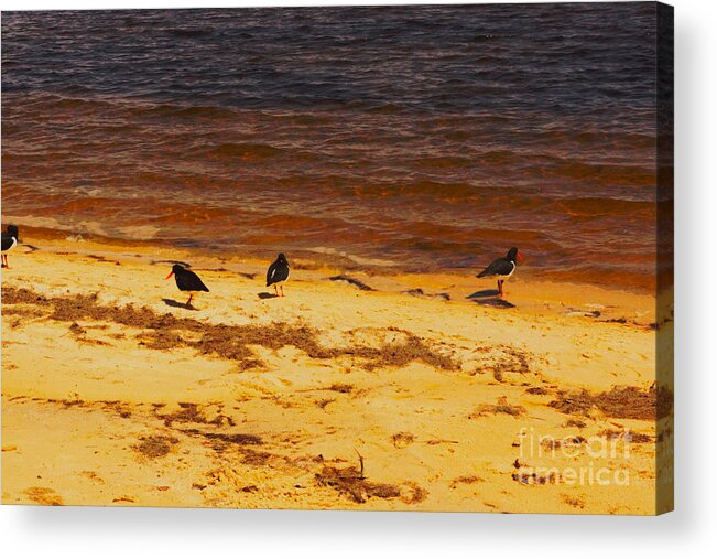 Bank Acrylic Print featuring the photograph Riverbank Birds by Cassandra Buckley