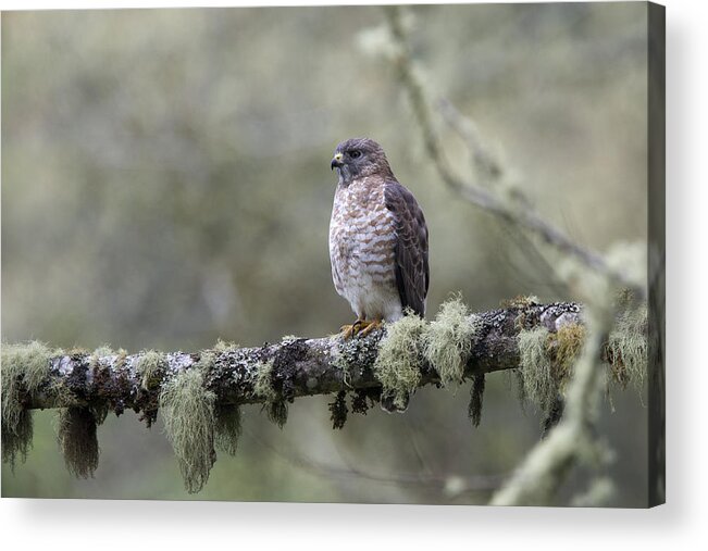 Roadside Hawk Acrylic Print featuring the photograph Roadside Hawk Buteo magnirostris perched on a lichen-covered branch 2 by Tony Mills