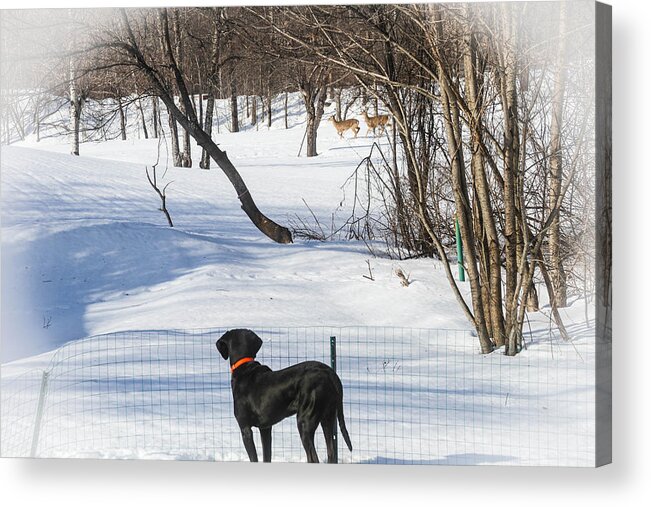 Pointer Acrylic Print featuring the photograph Roaming Deer by Randy Saragosa