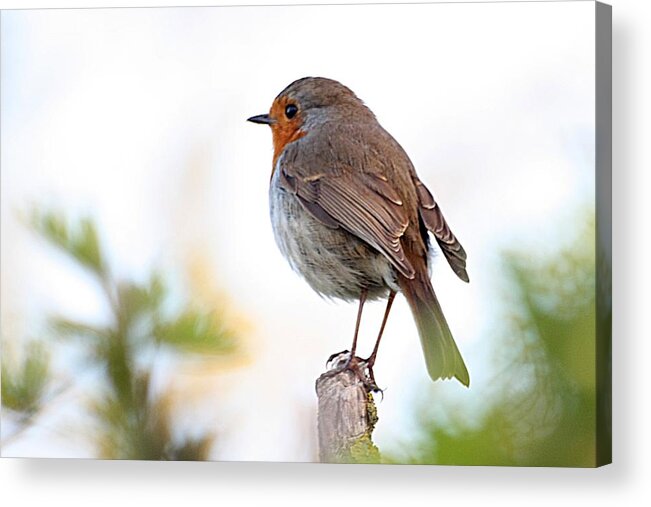 Canon Acrylic Print featuring the photograph Robin on a Pole by Jeremy Hayden