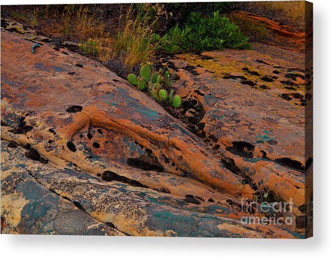 Sandstone Acrylic Print featuring the photograph Rock Garden by Barbara Schultheis