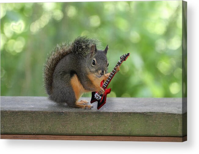 Squirrel Acrylic Print featuring the photograph Rock 'n Roll Squirrel by Peggy Collins