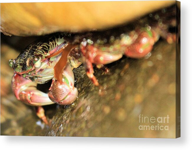 Rabs Acrylic Print featuring the photograph Rocky Home by Adam Jewell