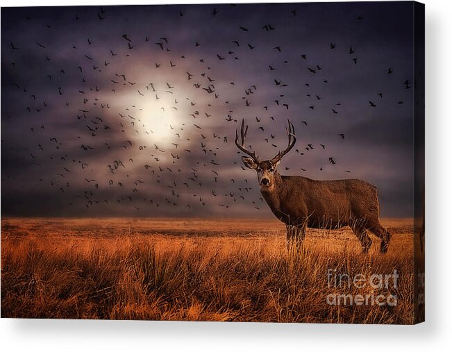 Mule Deer Acrylic Print featuring the photograph Rocky Mountain Arsenal Deer and Birds by Priscilla Burgers