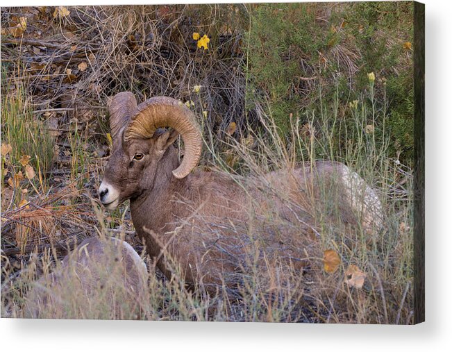 Bighorn Acrylic Print featuring the photograph Rocky Mountain Bighorn Ram by Kathleen Bishop