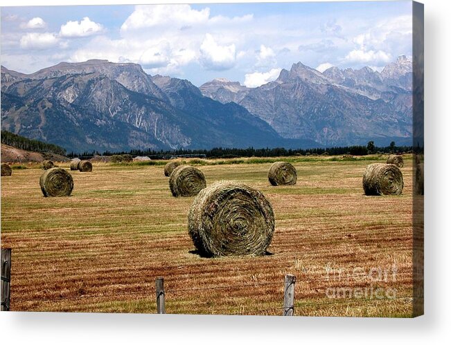 Rolls Of Hay Acrylic Print featuring the photograph Rolls of Hay by Jim Goodman