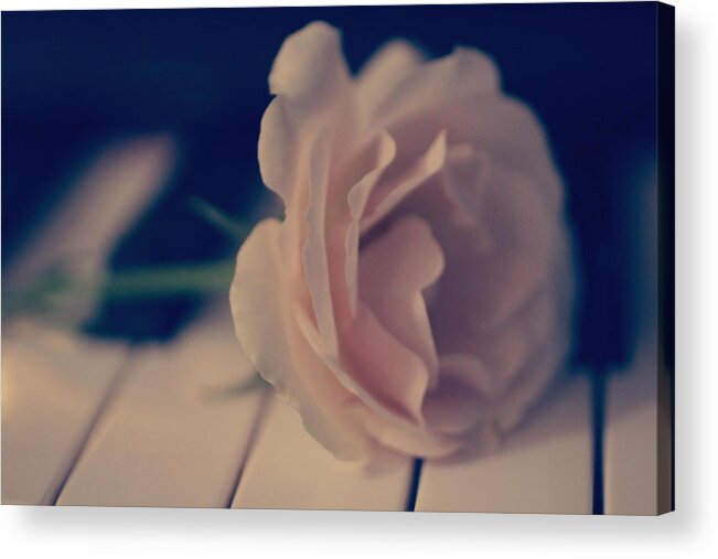 Most Beautiful Rose Acrylic Print featuring the photograph Romantic Rose by The Art Of Marilyn Ridoutt-Greene