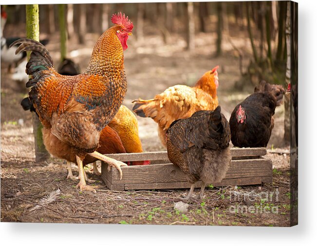  Alive Acrylic Print featuring the photograph Rhode Island Red hens eating from feeder by Arletta Cwalina