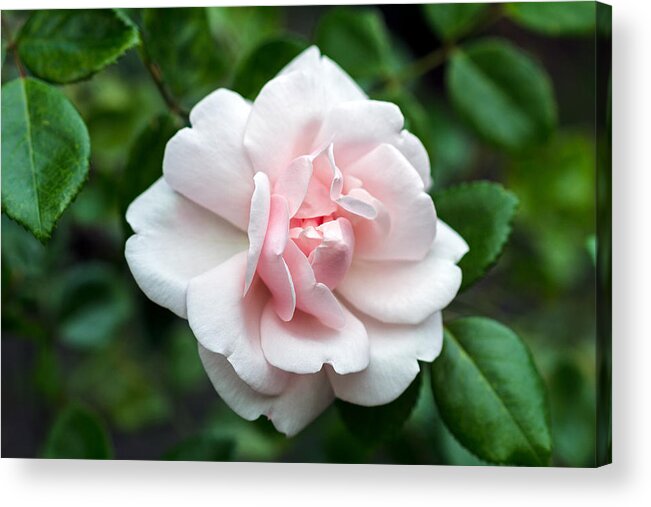Blooming Acrylic Print featuring the photograph Rosa 'New Dawn' Blossom by Michael Russell