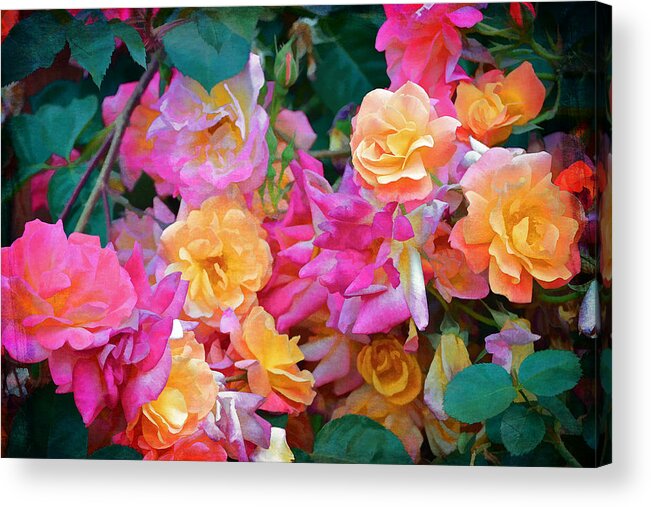 Floral Acrylic Print featuring the photograph Rose 304 by Pamela Cooper