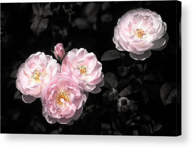 Botanical Acrylic Print featuring the photograph Rose 6 by Jeremy Herman