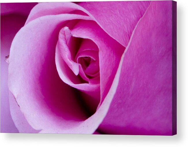 Rose Acrylic Print featuring the photograph Rose by Bob Johnson