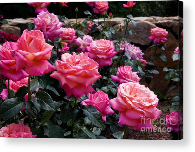 Roses Acrylic Print featuring the photograph Rose Garden by Jill Lang