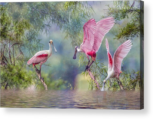 Roseate Spoonbills Acrylic Print featuring the photograph Roseate Spoonbill Trio by Bonnie Barry