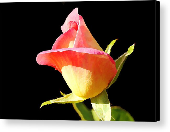 Rosebud Acrylic Print featuring the photograph Rosebud by Jean Connor