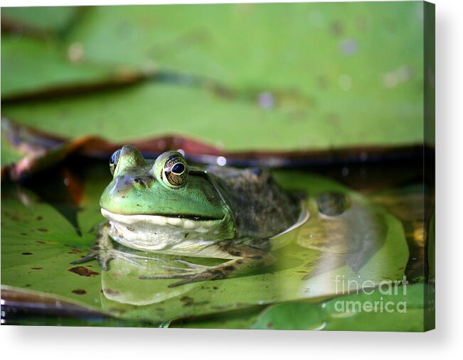 Frog Acrylic Print featuring the photograph Roseland Lake American Green Frog by Neal Eslinger