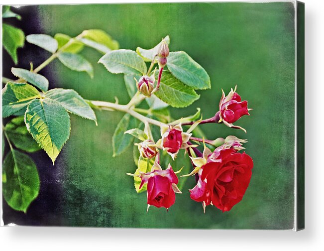 Rose Acrylic Print featuring the photograph Roses Are Red My Love by Mike Martin