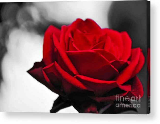 Photography Acrylic Print featuring the photograph Rosey Red by Kaye Menner