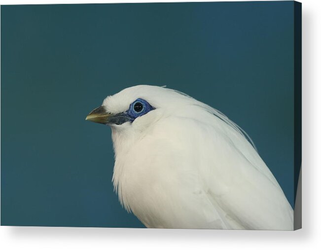 Bird Acrylic Print featuring the photograph Rothchild Mynah by Larry Trupp