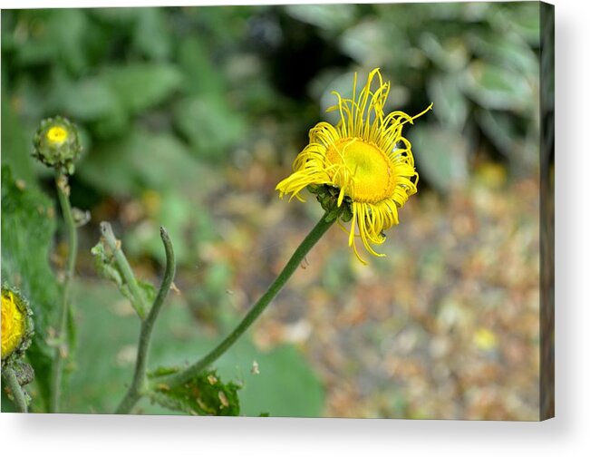 Yellow Flower Acrylic Print featuring the photograph Rough Night by Laureen Murtha Menzl