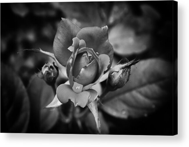 Knockout Roses Acrylic Print featuring the photograph Round Two Knockout by Ben Shields