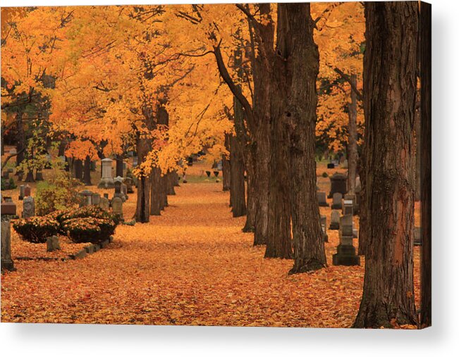 Autumn Foliage New England Acrylic Print featuring the photograph Rows of Maples in orange by Jeff Folger