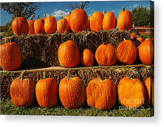 Pumpkin Acrylic Print featuring the photograph Rows Of Pumpkins by Kathleen Struckle