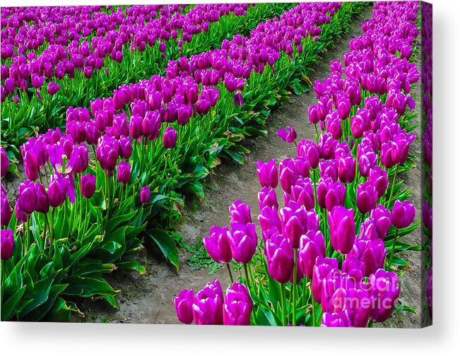 La Conner Acrylic Print featuring the photograph Rows of Purple by Ken Andersen