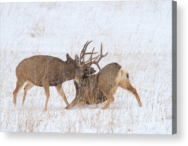 Mule Deer Buck Acrylic Print featuring the photograph Rubber Necking by Jim Garrison