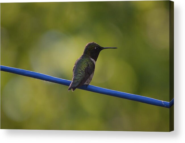 Nature Acrylic Print featuring the photograph Ruby-throated Hummingbird by James Petersen
