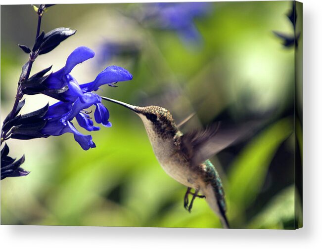 Archilochus Colubris Acrylic Print featuring the photograph Ruby-throated Hummingbird by Maria Mosolova/science Photo Library