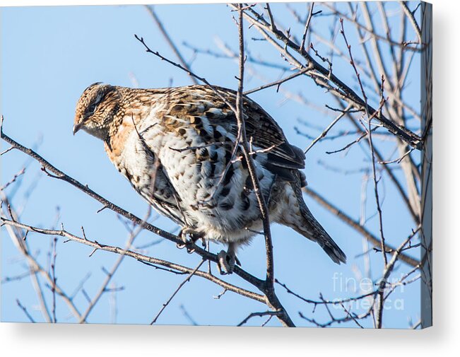  Acrylic Print featuring the photograph Ruffed Grouse in a Tree by Cheryl Baxter