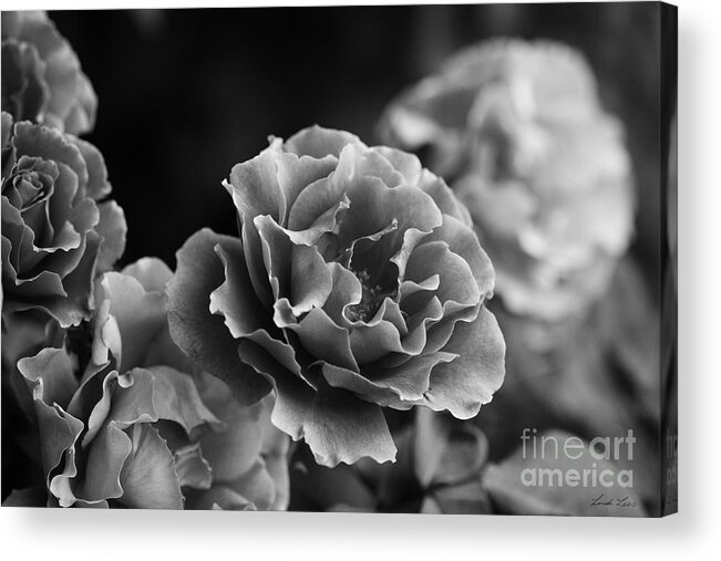 Rose Acrylic Print featuring the photograph Ruffles by Linda Lees