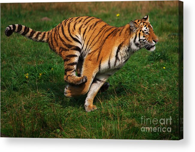 Water Acrylic Print featuring the photograph Running Siberian Tiger by Nick Biemans