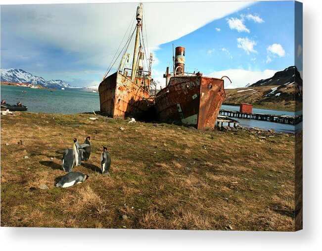 Grytviken Acrylic Print featuring the photograph Rusted Whaling Ships by Amanda Stadther
