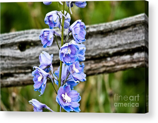  Acrylic Print featuring the photograph Rustic Delphinium by Cheryl Baxter