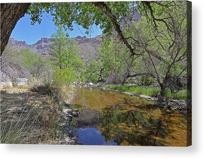Tucson Acrylic Print featuring the photograph Sabino Creek by Alan Lenk