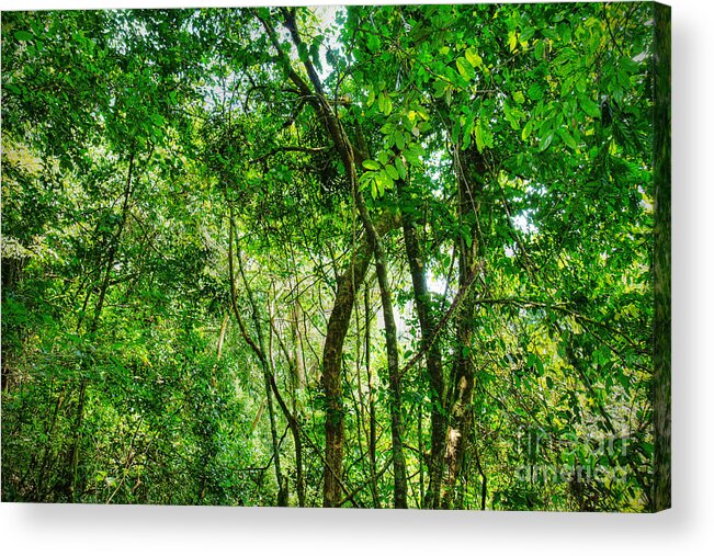 Jungle Acrylic Print featuring the photograph Sacred African rainforest by Sylvie Bouchard