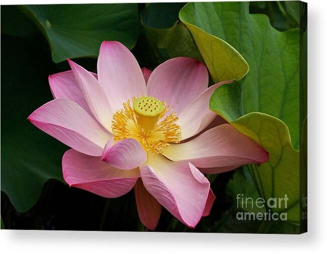 Sacred Light Pink Lotus Acrylic Print featuring the photograph Sacred Lotus by Byron Varvarigos