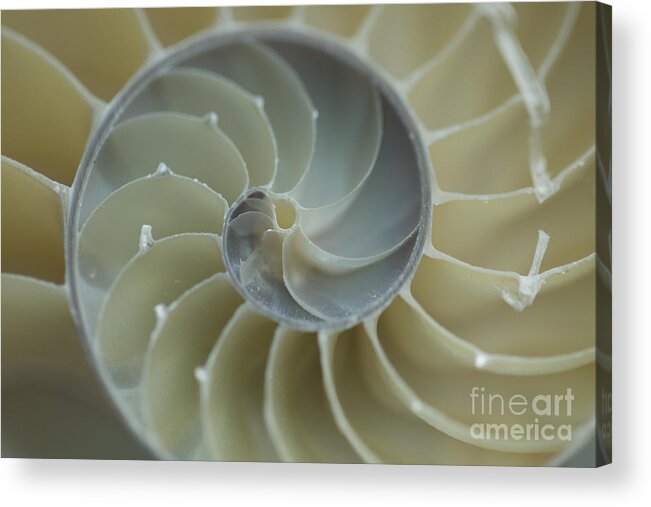 Spiral Acrylic Print featuring the photograph Sacred Spiral II by Jeanette French