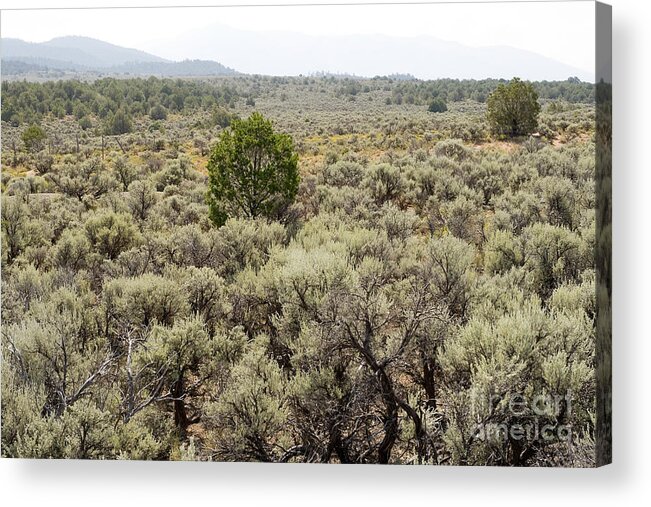 Brush Acrylic Print featuring the photograph Sagebrush NM Desert by Jim Pruitt
