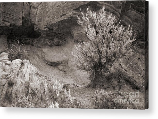 Sagebrush Acrylic Print featuring the photograph Sagebrush on Polecat Bench by Janeen Wassink Searles
